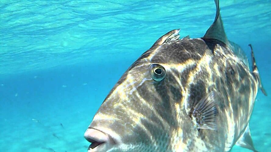 Pesce Balestra Villasimius